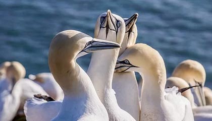 井冈城队：传奇征程，荣耀之路，蓄势待发，问鼎巅峰！