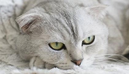 井冈城队：传奇征程，荣耀之路，蓄势待发，问鼎巅峰！